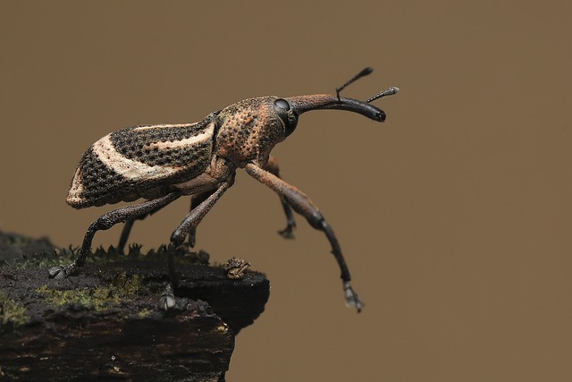 Un insetto gigantesco: quali sono le caratteristiche dello scarabeo ercole?